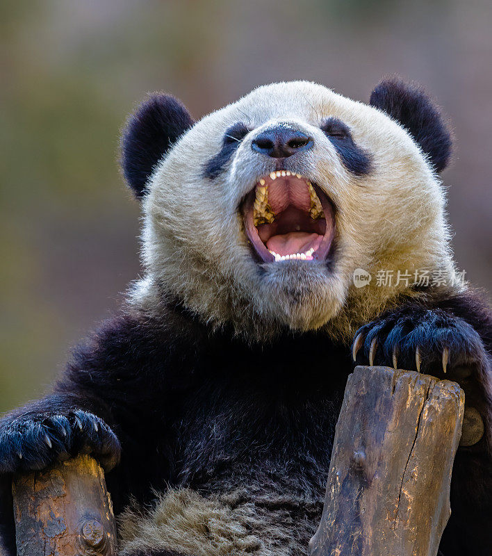 大熊猫;Ailuropoda melanoleuca;中国家庭熊科。爬树。